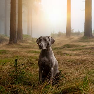 Erste Hilfe am Jagdhund: Weiterführende Massnahmen und mögliche Wiederbelebungsmassnahmen