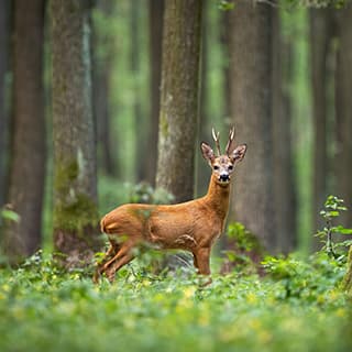 Ungebetene Gäste – Parasitäre Krankheiten beim Rehwild