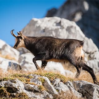 Jagen in der Schweiz