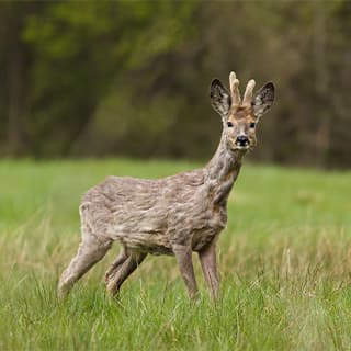 Böcke bestätigen - alte Bekannte und neue Gesichter im Frühling entdecken 