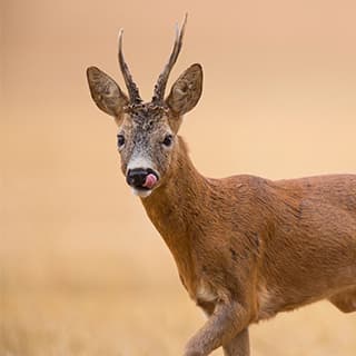 Wild zerlegen