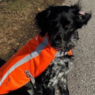 Ruffwear Hundewarnweste im Einsatz bei Botschafter Gregor
