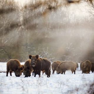 Tiere im Winter – 5 Strategien Im Überlebenskampf