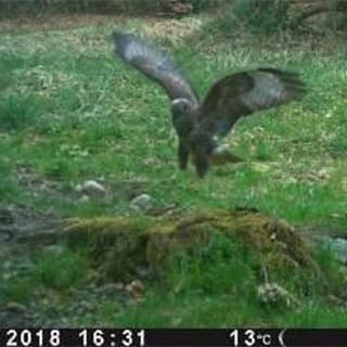 Die 3G Wildkamera von Spypoint ist im Einsatz beim Jungjäger