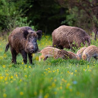 Wildbestand erheben