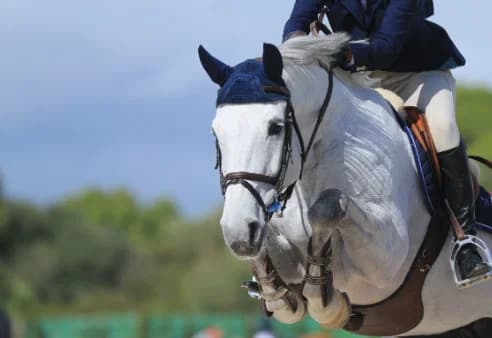 Reitsport