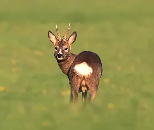 Bockjagd