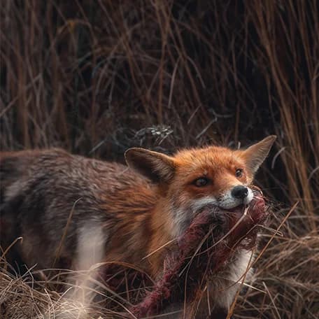 Raubwildjagd