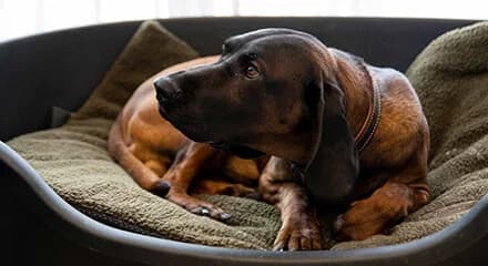 Jagdhunde