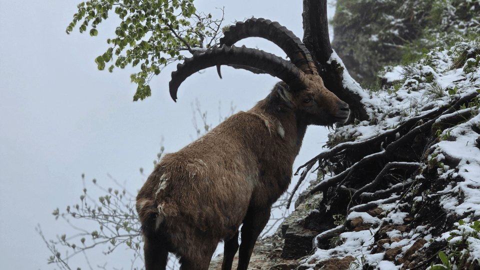 Der König der Alpen: Das Phänomen Alpensteinbock in der Schweiz