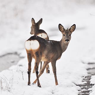 Überlebensstrategien von Wildtieren im Winter
