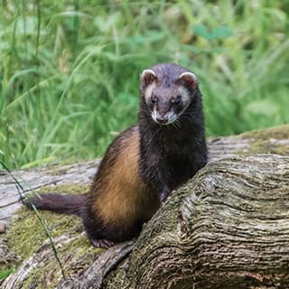 Fangjagd – unverzichtbarer Beitrag zum Natur- und Artenschutz