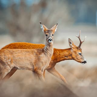 Die Bockjagd steht an: Tipps & Tricks für den Jagderfolg
