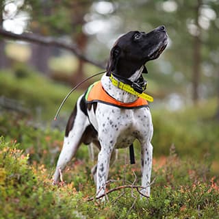 Erste Hilfe für den Jagdhund Teil 4