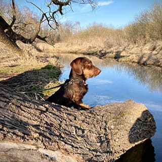 Jagdhunde